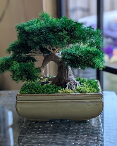 Bonsai table decor preserved - table,