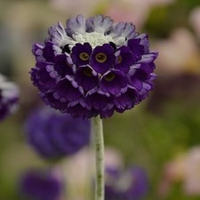 Primula plug plants garden