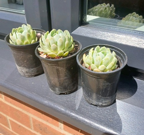 Hardy seperviviums suculent - hardy,