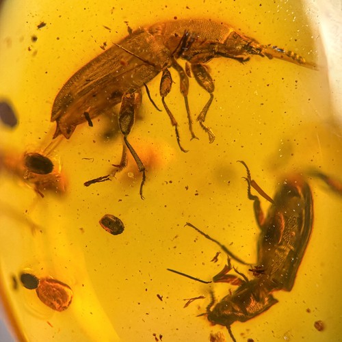 Burmese amber fossil two - amber,