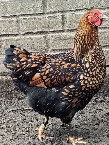 Bym chicken hatching eggs - chicken,