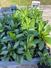 Physostegia Virginia Crown of