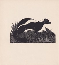 1929 SKUNK Print Wood Engraving - Vintage Animal Wall Art - 8 x 7.25 Inches