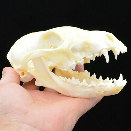 Real animals skull red fox - red,