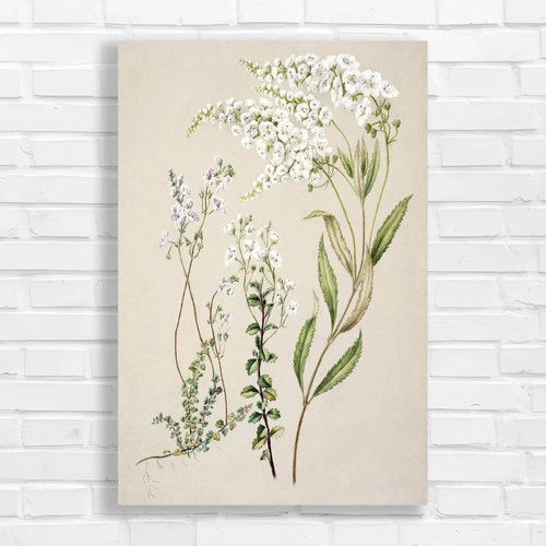 Botanical illustration nature - botanical,