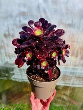 Aeonium Arboreum Cluster |
