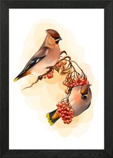 Birds waxwing framed wall - birds,