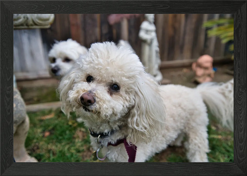 Poodle framed wall art - poodle,