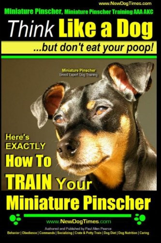Miniature pinscher - miniature, pinscher,