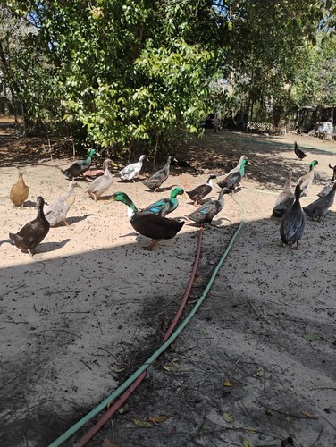 Hatching duck eggs - +,