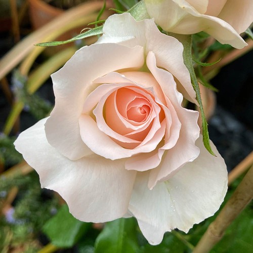 Rose michelle - 'michelle's, '