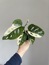 Monstera adansonii variegated- 6cm Diameter Rare Plant