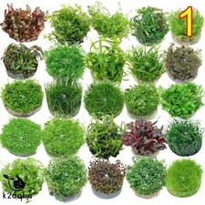 Live aquarium plants vitro - aquarium,