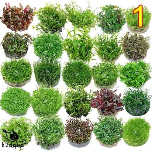 Live aquarium plants - live, in