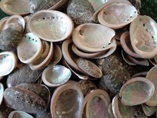 100 X ABALONE SEA SHELLS 2.5 -