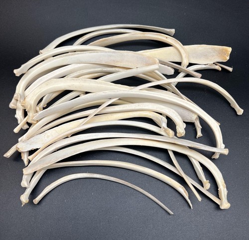 5pc real wild boar - rib, bones