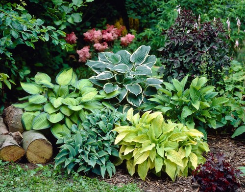 Hosta mixed perennial - hosta,
