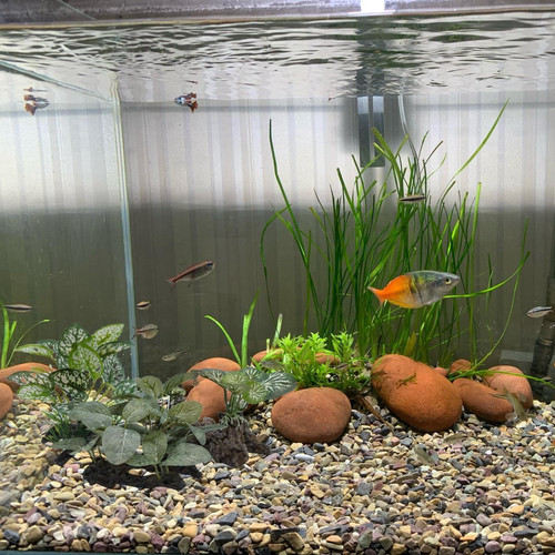 Artificial fish tank - fish, plants