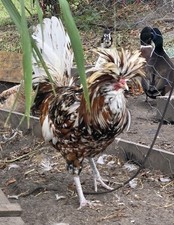 12+ Polish Chicken Hatching