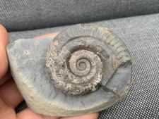 Whitby hildoceras jurassic - whitby, sp