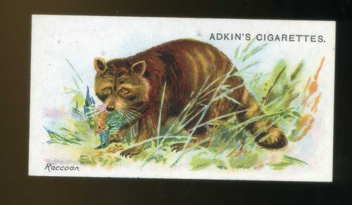Adkin wild animals the - wild, of
