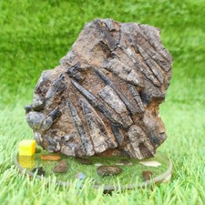 Belemnite battlefield/