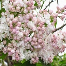 LILAC SYRINGA BEAUTY OF MOSCOW PLANT. 2LT POT, SHRUB/TREE WHITE FRAGRANT FLOWERS