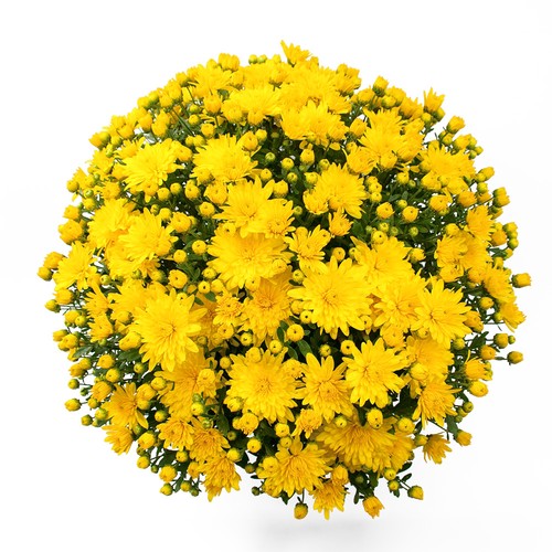 Chrysanthemum brancrown hardy - chrysanthemum,