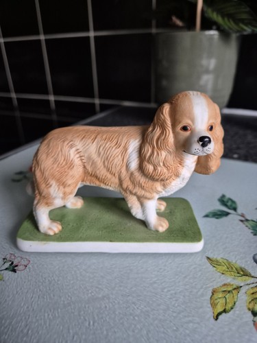 Very cute cavalier king - cute,