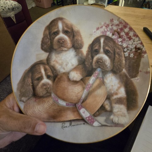 English springer spaniel - english,