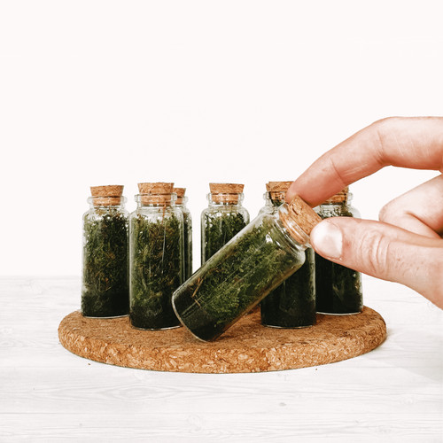 Mini moss terrarium tiny - terrarium,