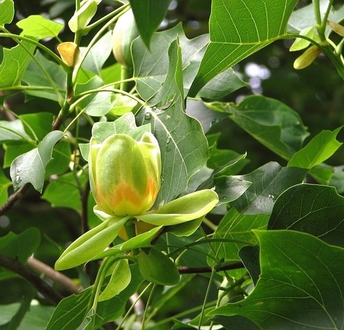 Photo 6x4 tulip tree - 6x4,