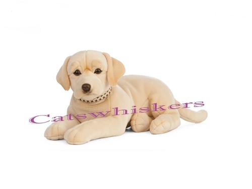 Lying golden labrador - golden,