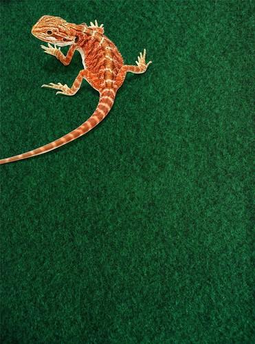 Komodo reptile carpet - reptile,