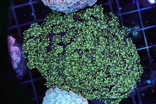 Lime juice goniopora - juice, coral