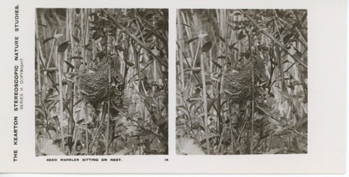 Antique kearton stereoscopic - kearton,