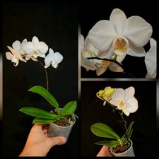 Mini Phalaenopsis White