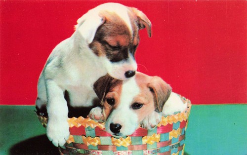 Cute fox terrier puppies - cute,