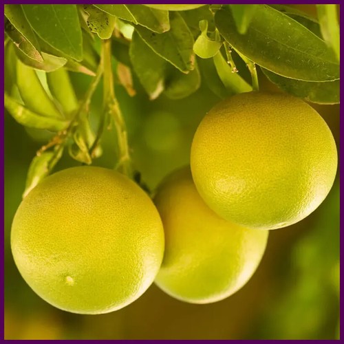 80cm large evergreen - 80cm,