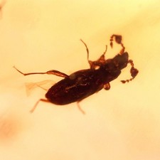 FUNGUS beetle in Burmese /