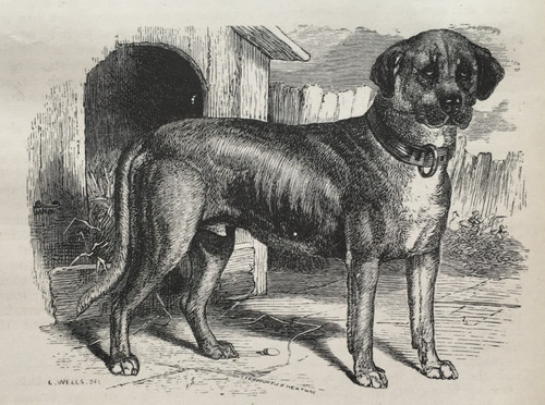 Old english mastiff dog - old,