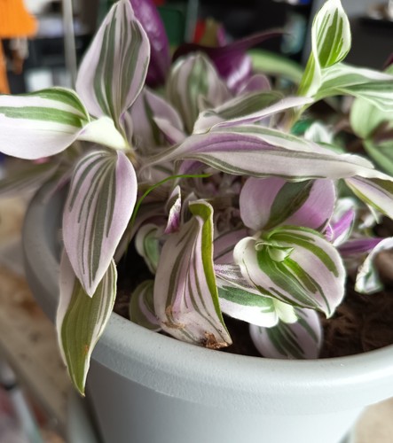 Tradescantia nanouk unrooted - tradescantia,
