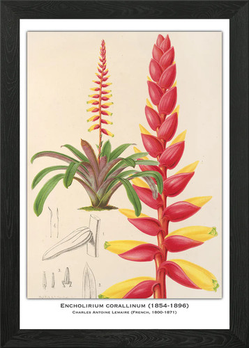 Botanical illustration - botanical, of