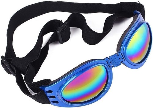 Cane corso dog - corso, sunglasses