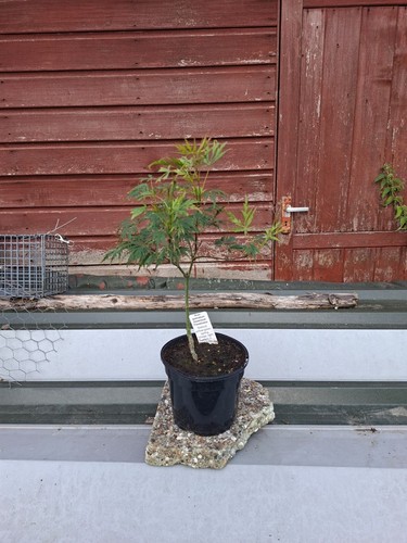 Acer palmatum dissectum