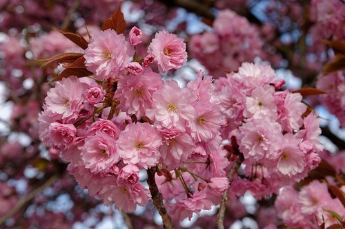 4ft mini dwarf prunus - dwarf,