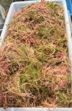 Fresh welsh sphagnum - welsh, moss