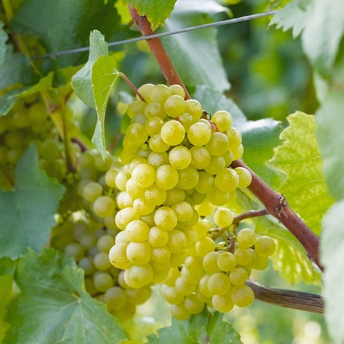 Vine grape hardy - grape, fruit