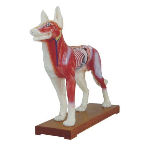 66fit dog acupuncture model - dog,