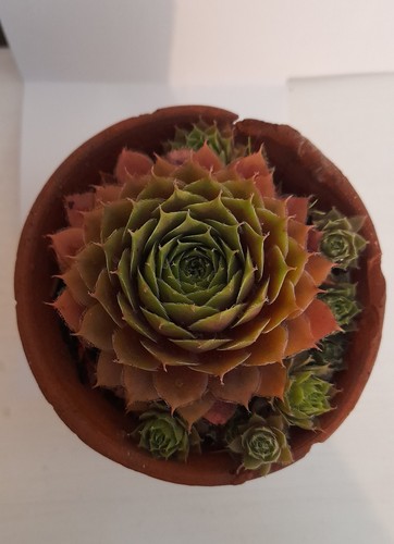 Sempervivum jewell case - sempervivum,